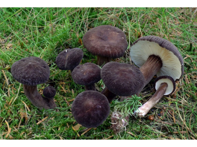 Мицелий Млечника древесинного / Млечник бурый (Lactarius lignyotus)